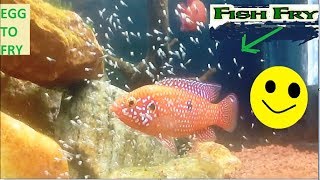 Jewel Cichlid From egg to free moving fry Watch Them Growvideo [upl. by Cannon]