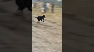 Dog raceGreyhound racing Rabbit shorts shortvideo greyhound GreyhoundCoursingclub [upl. by Sewellyn228]