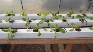 Growing Hydroponic Lettuce  Keeping it Simple [upl. by Assened893]