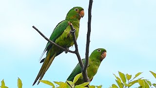 Periquitão maracanã casal vocalizando ao entardecer fazendo conexão com outros indivíduos [upl. by Ahsikyt]