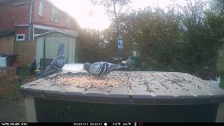 Pigeons and Starlings with Ravens cawing [upl. by Nezam]