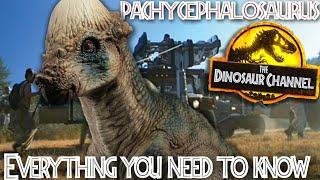 What was the Pachycephalosaurus  The Dinosaur Channel [upl. by Viki]