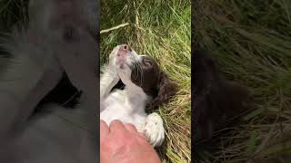 Springer Spaniel Puppy puppy [upl. by Gersham]