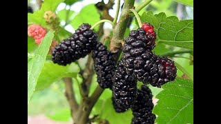 Illinois Everbearing Mulberry Fruit Review [upl. by Opiak]