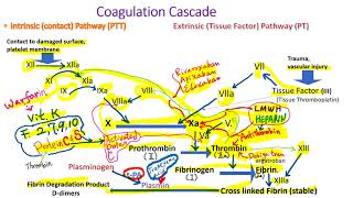 Hematology in 10 min Anticoagulation therapy for Venous Thromboembolism [upl. by Eceirehs]