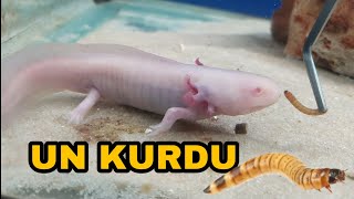 UN KURDU  AXOLOTL BESLEMEK [upl. by Iyre]