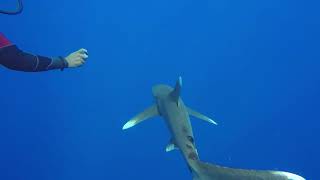 Shark Diving at Elphinstone Marsa Alam 11 2019 [upl. by Channa]