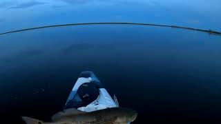 Puppy Drums Almost At Every Cast On My New Kayak Pamlico Sound Cape Hatteras Outer Banks [upl. by Caiaphas355]