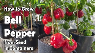 How to Grow Bell Peppers from Seed in Containers  Easy planting guide [upl. by Ddahc]