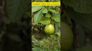 Amrood ke patton ke fayde  Amrud ke patte se sugar ka ilaj guavaleaves benefits youtubeshorts [upl. by Anowahs]