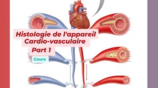 HISTOLOGIE DE LAPPAREIL CARDIO VASCULAIRE Part 1 [upl. by Boswall]