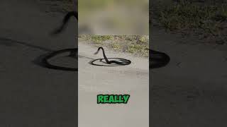 Why do snakes bite themselves facts wildlife animals science biology unique interesting [upl. by Ttennaej]