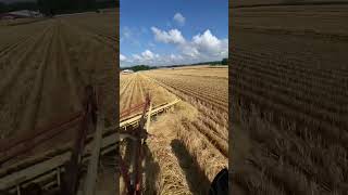 Windrowing Straw With A 1942 Farmall H [upl. by Yecal]