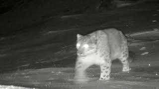 Clouded leopards rare snow leopard seen in Yunnan Province [upl. by Nelli735]