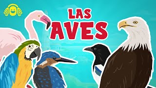 LAS AVES para niños Los animales VERTEBRADOS Ciencias para niñosVídeos educativos [upl. by Kathrine36]