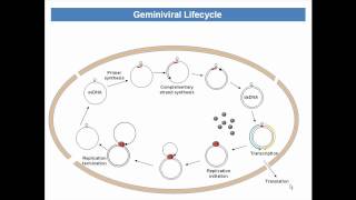 Life cycle of Geminiviruses [upl. by Gusba]