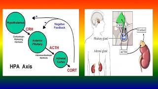 ACTH stimulation test [upl. by Aisiat304]