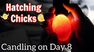 How To Candle Chicken Eggs  Day 8 of Incubation  Hatching Step By Step  Hals Hatchlings Series [upl. by Irvine]