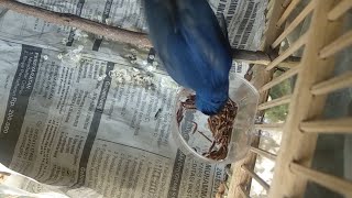 Cara Merawat Burung Selendang Biru Hasil Mikat [upl. by Garrik]