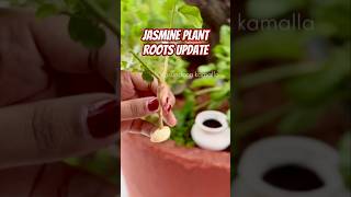 Jasmine plant ROOTS UPDATE most awaited [upl. by Acenahs]