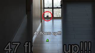 Salvó a este gato de caer desde un piso 47 😨 [upl. by Aseneg]