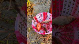 Fishing video fishing shorts short video [upl. by Wira]