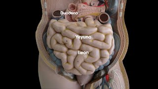 Anatomía y Fisiología del Intestino Delgado [upl. by Akcirderf]