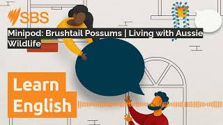 Minipod Brushtail Possums  Living with Aussie Wildlife  SBS Learn English [upl. by Fuhrman]