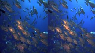 Sharks 3D LG Cinema 3D [upl. by Aiciled386]