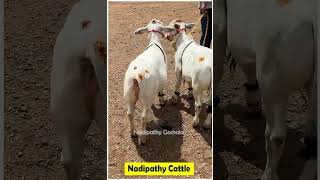 nadipathy cattle below 2 years yt cow farm cute farming abudabi minicow animals abudhabi [upl. by Lull686]