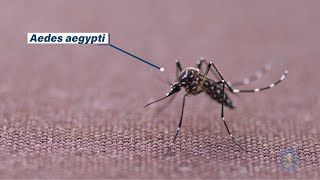 Invasive Aedes aegypti Mosquitoes Detected in Santa Clara County [upl. by Robbie]