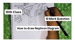 Nephron diagram  important diagram in 10 th class biology bookofscience [upl. by Cardew]