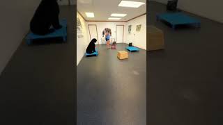 Double Dog Name Recognition Obedience  Indianapolis Dog Trainers Off Leash K9 [upl. by Vaclav]