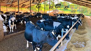 VACAS COM MÉDIA DE 37 KG de LEITE POR DIA CONHECENDO A FAZENDA CABECEIRA DO MONJOLINHO [upl. by Navert]