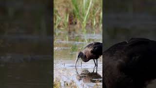 Glossy Ibis by Canon Eos R7 amp RF 100500mm shorts viralreels birds nature [upl. by Yanahc548]