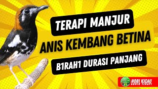 Anis Kembang Betina Gacor Terapi Manjur Untuk Burung Macet [upl. by Coltun428]