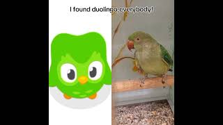 I found duolingo💚tiktok duolingo memes funny animals cute [upl. by Ahcatan452]