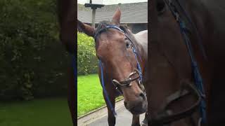 Racehorse makes his Owner Chilled 😎 horseracing racingpost horseowner [upl. by Yelyab873]