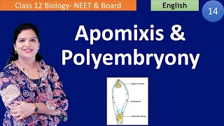 Apomixis and Polyembryony NCERT Class 12  English [upl. by Laersi]