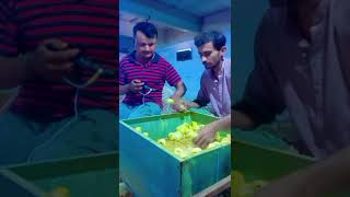 poultry vaccination javedsheikh injection chicks poultry [upl. by Nialb]