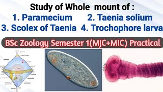 Study of whole mount of Paramecium  Taenia  Scolex [upl. by Eadrahc]