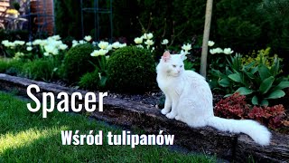 Ogród pełen TULIPANÓW 🌷🌷🌷 Tulipany z marketu  czy jestem zadowolona [upl. by Aicilaf900]