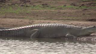 Gavial du Gange Gavialis gangeticus Gharial [upl. by Damas379]