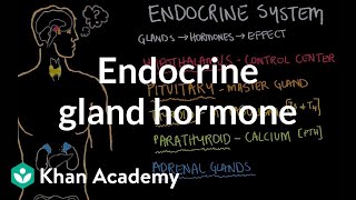 Endocrine gland hormone review  Endocrine system physiology  NCLEXRN  Khan Academy [upl. by Eiramaliehs]