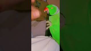 Parrot speak me Mitho 🦜shorts youtubeshorts youtube viralvideo video viralshorts viraltiktok [upl. by Rep]