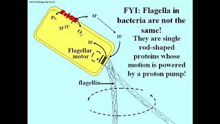 328 Bacterial Flagella are Powered by a Proton Gradient [upl. by Enoek124]