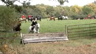 Opening Day Fox Hunt  Jumping a coop [upl. by Kalbli]