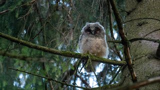 Waldohreule long eared owl [upl. by Nosliw]