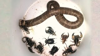 King Cobra Hybrid Snake King Found in Mysterious Location [upl. by Ednyl208]