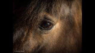 The Exmoor Pony Project [upl. by Eenafets140]